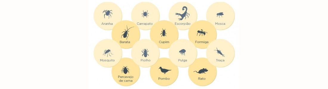 Verão:  Pragas Comuns 24 HORAS